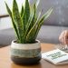 Manfaat Lidah Mertua (Sansevieria): Si Penyerap Racun Rokok