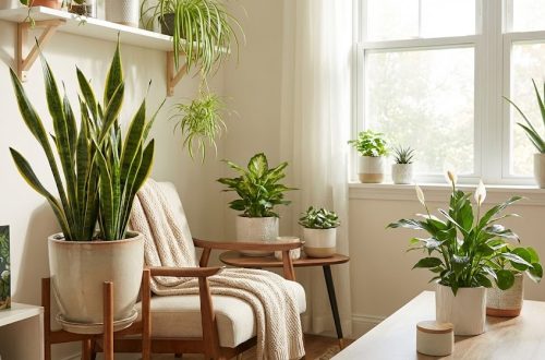 manfaat lidah mertua