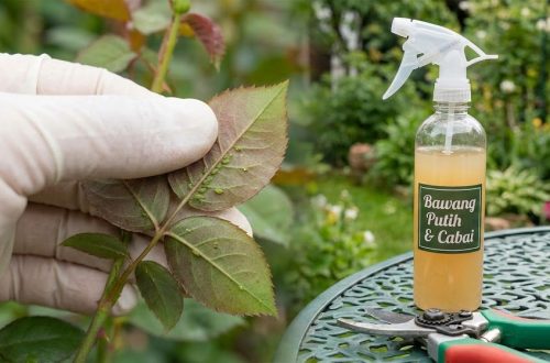 mengatasi hama dan penyakit umum di kebun